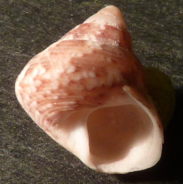 Trochidae Gibbula turbinoides ?